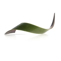 Dobla Chocoladedecoratie Blad Groen (80 stuks)