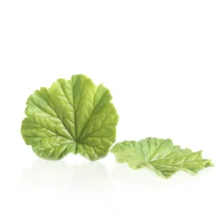 Discount Dobla Chocoladedecoratie Lenteblad Groen (24 stuks)