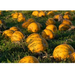 Clearance Met Pit Nederlandse Pompoenpitten Naturel 250g