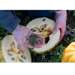 Clearance Met Pit Nederlandse Pompoenpitten Naturel 250g