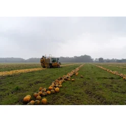 Clearance Met Pit Nederlandse Pompoenpitten Naturel 250g